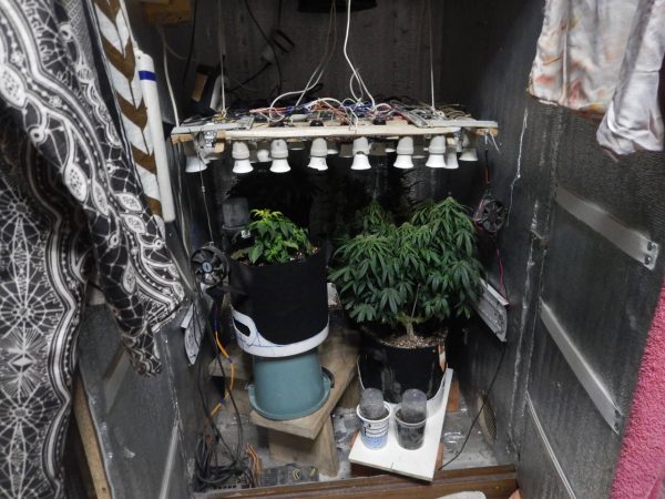 15 лет лишения свободы грозит жителю Арзамасского района за выращивание конопли и грибов