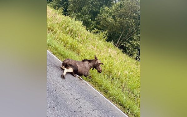 В Сарове автомобиль сбил лосенка