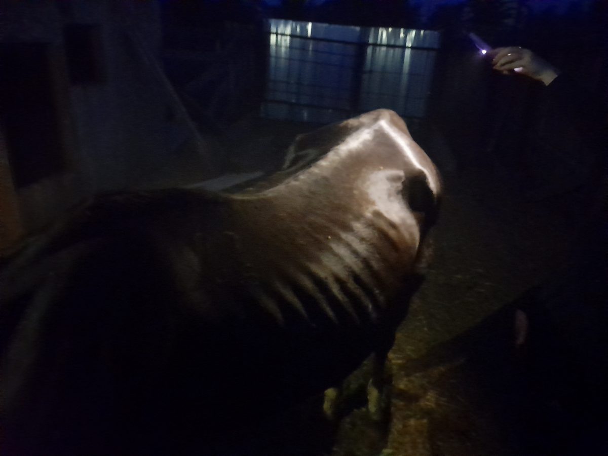Очередной «концлагерь» для лошадей обнаружили в Нижегородской области
