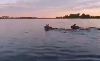 Лоси переплыли Волгу в Нижнем Новгороде