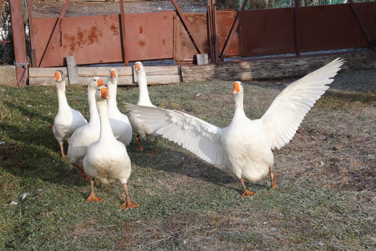 Гусьбургеры из нижегородских гусей будут готовить на ферме в Удмуртии