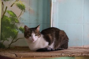 Ветеринары спасли кошку с иглой в горле в Нижнем Новгороде