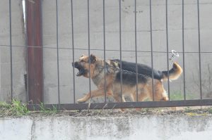 Бешенство обнаружили у собаки в Балахне