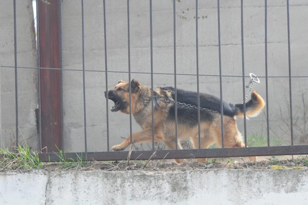Бешенство обнаружили у собаки в Балахне