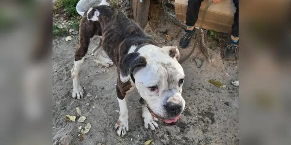 В Павлове молодой мотоциклист погиб, влетев в дерево