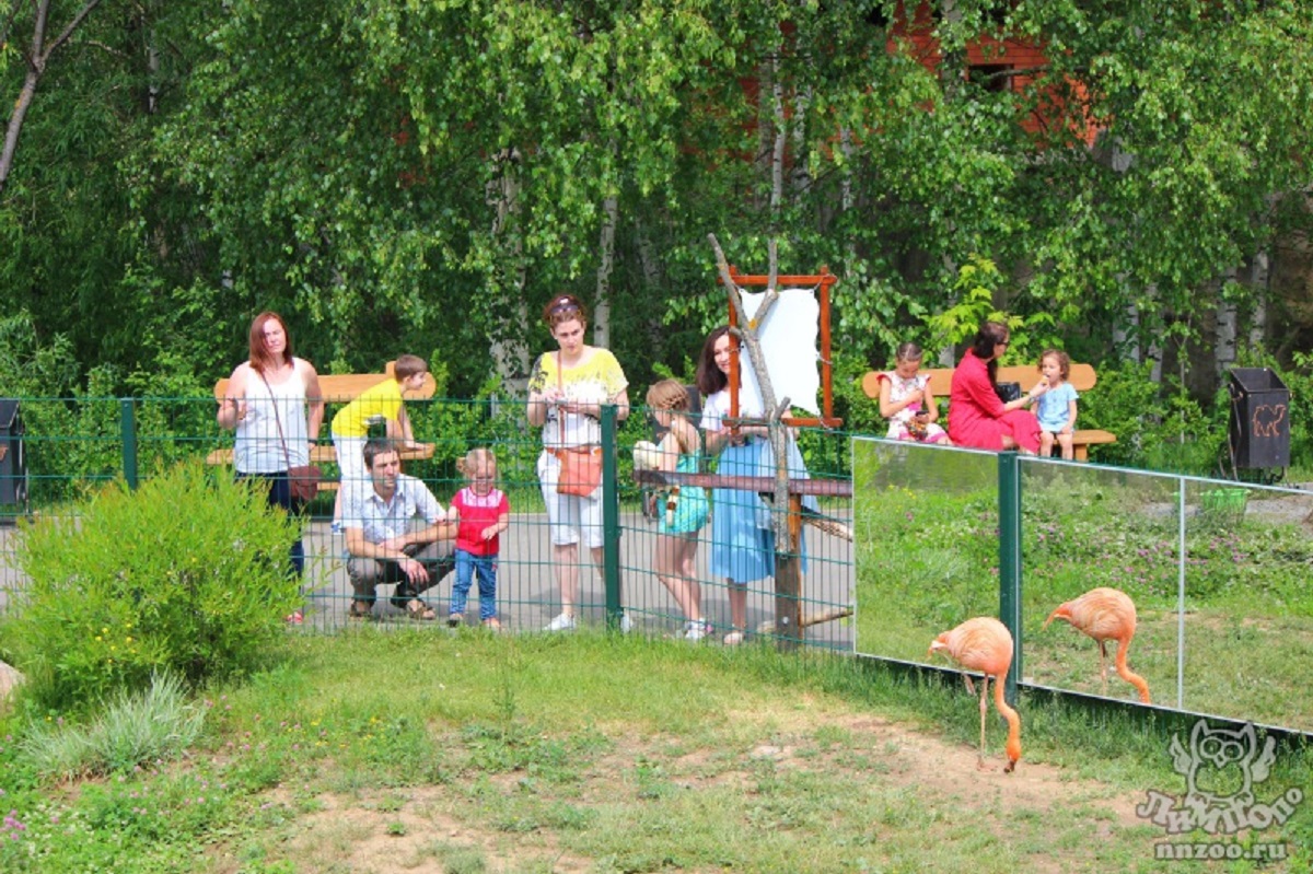 Зоопарк «Лимпопо» в Нижнем Новгороде подготовил подарки посетителям на 1 сентября