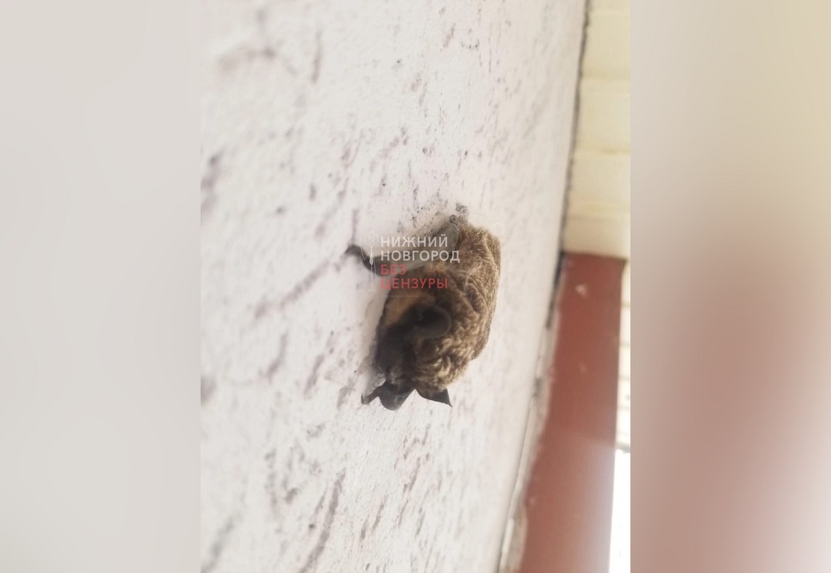 Летучая мышь атаковала квартиру в ЖК «Новая Кузнечиха» в Нижнем Новгороде
