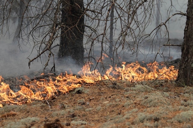 Керженский заповедник закрыли для посетителей из-за высокой пожароопасности