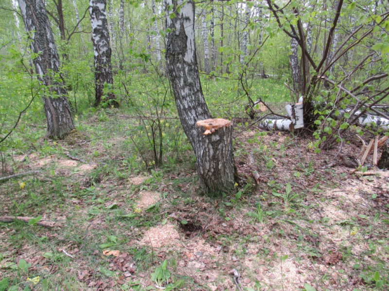 Жителя Кулебак подозревают в незаконной вырубке деревьев для топки бани
