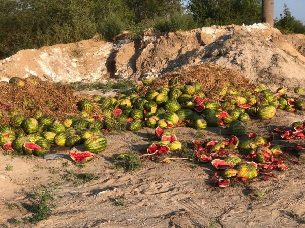 Несанкционированная свалка арбузов снова образовалась в Дзержинске