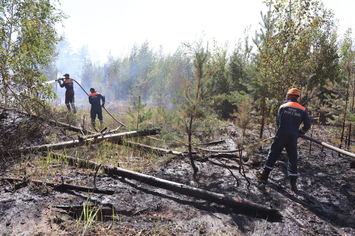 Молодой лес высадят на месте лесного пожара в Воротынском районе после полной ликвидации огня