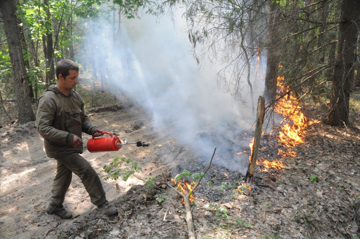В Нижегородской области ожидается высокая пожароопасность лесов с 3 по 8 августа