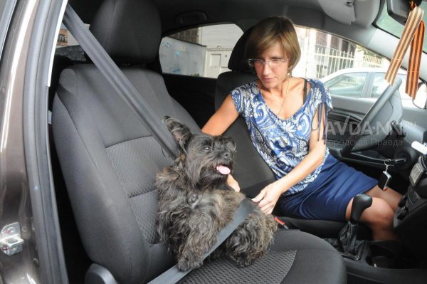 В Госдуме предлагают конкретизировать правила перевозки животных в автомобиле