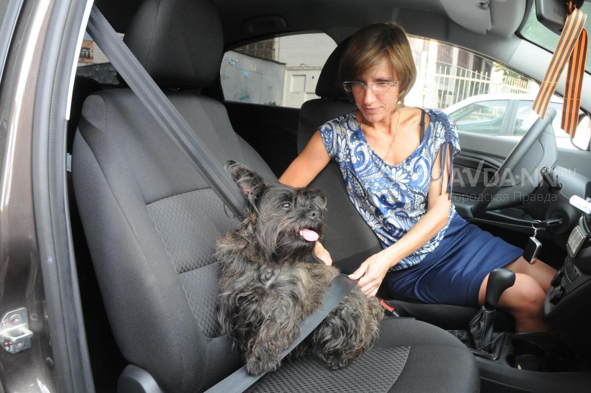 В Госдуме предлагают конкретизировать правила перевозки животных в автомобиле