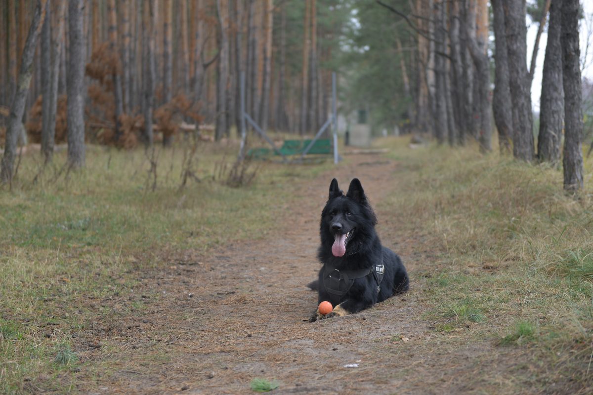 Чипирование домашних животных могут сделать обязательным в Нижегородской области