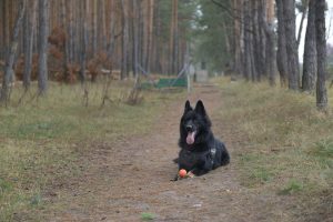 Собака с бешенством обнаружена в Большемурашкинском районе