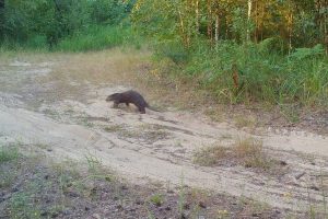 Выдры начали осваивать новые территории в Керженском заповеднике