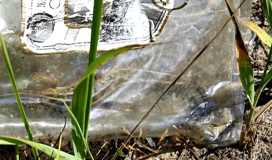 Нижегородец спас ящерицу, застрявшую в пластиковом пакете