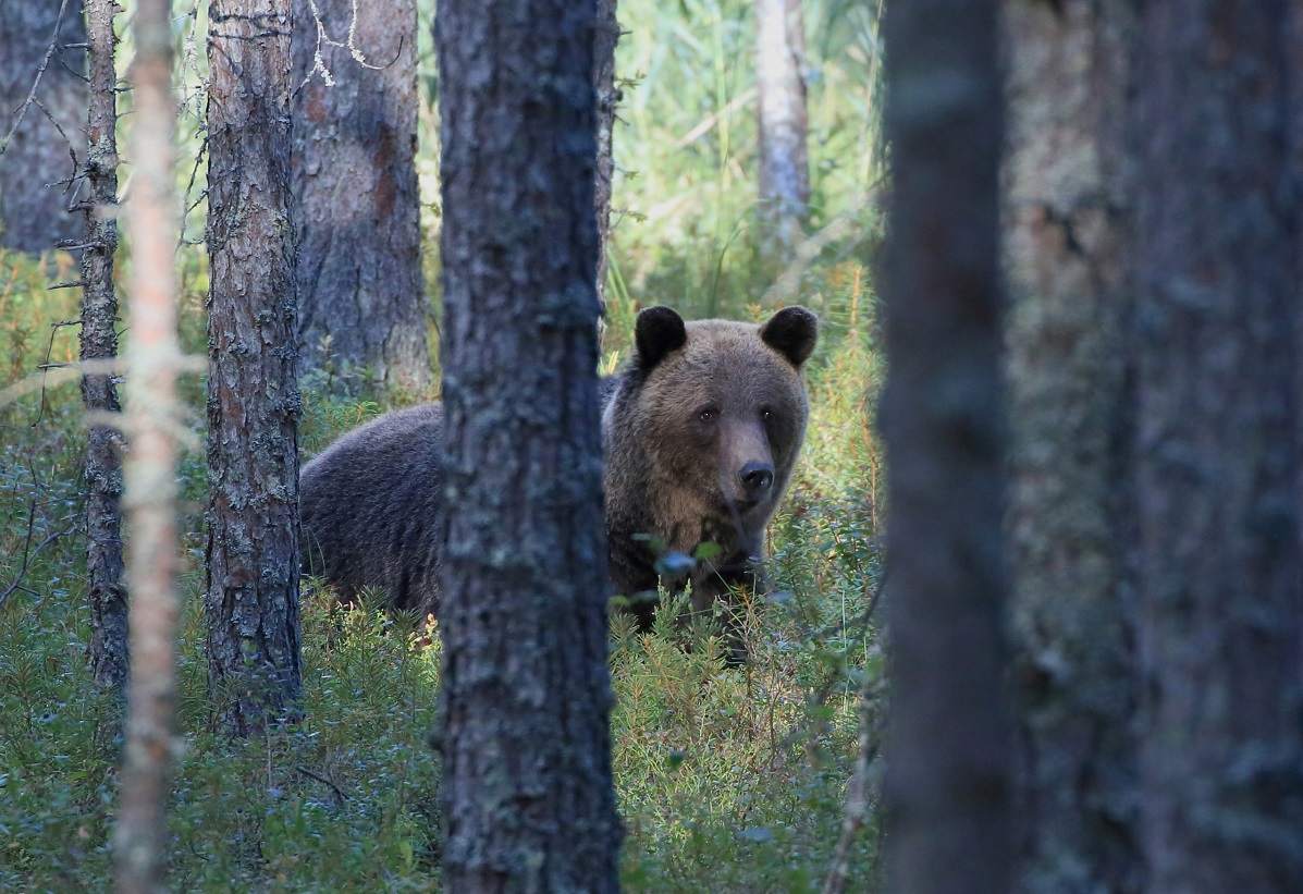 В заповеднике под Петербургом посетители встретили любопытных медведей