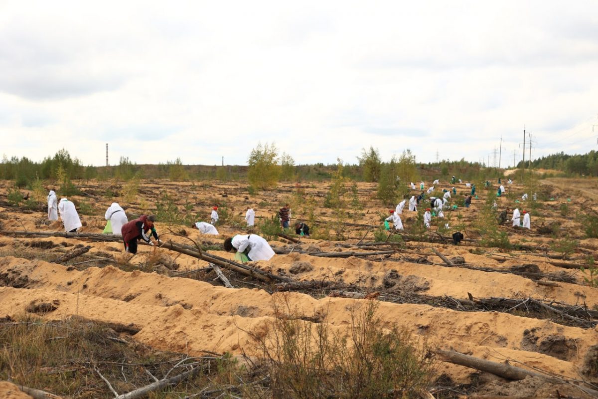 В Дзержинске по программе «Зеленая формула» высажено 8000 сеянцев сосны
