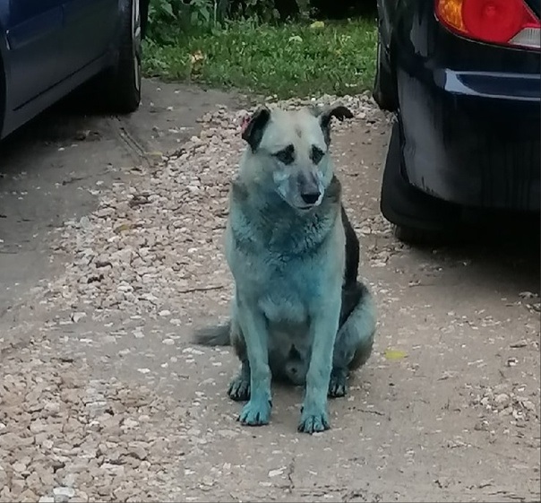 Собака посинела из-за зеленки в Дзержинске