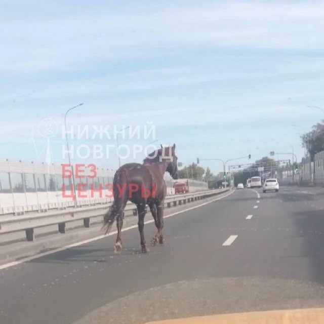 Нижегородец отвел на ипподром лошадь, гулявшую по трассе в Ольгино