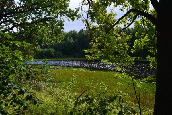 Нижегородские ученые нашли 3 краснокнижных растения в западной части кластера «Поволжский»