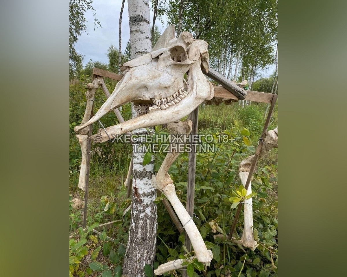 Охотник наткнулся на скелет животного-франкенштейна в нижегородском лесу