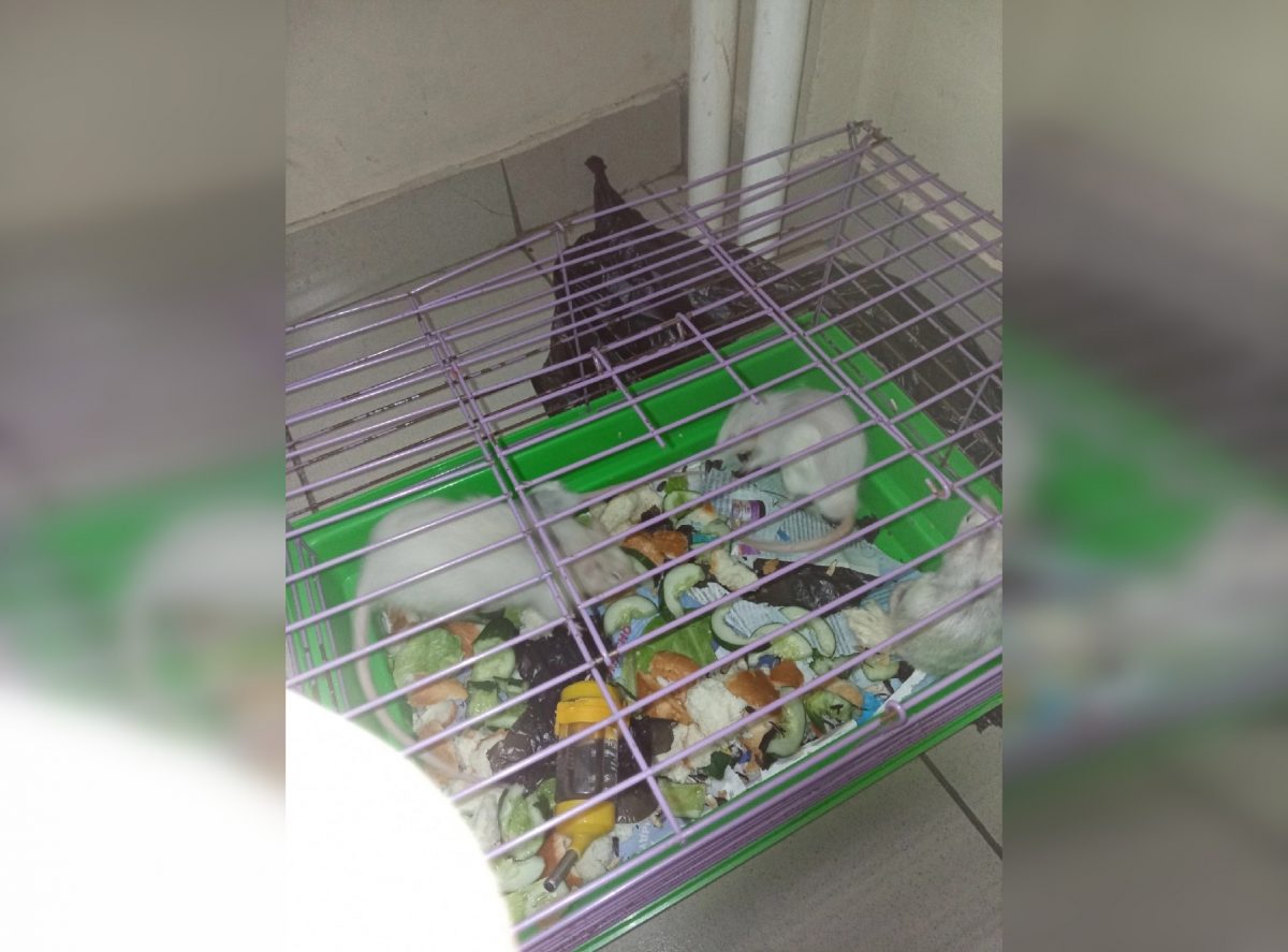 Брошенных на улице домашних крыс обнаружили в Автозаводском районе