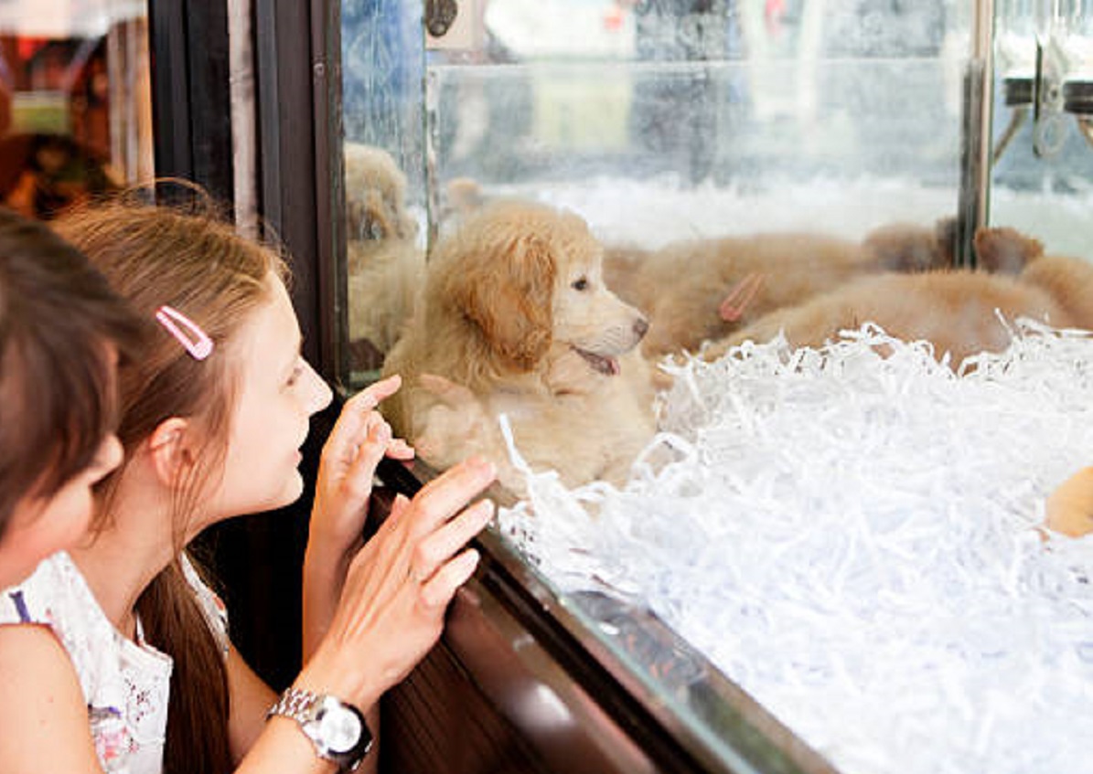 В России могут запретить продажу животных в зоомагазинах и на рынках