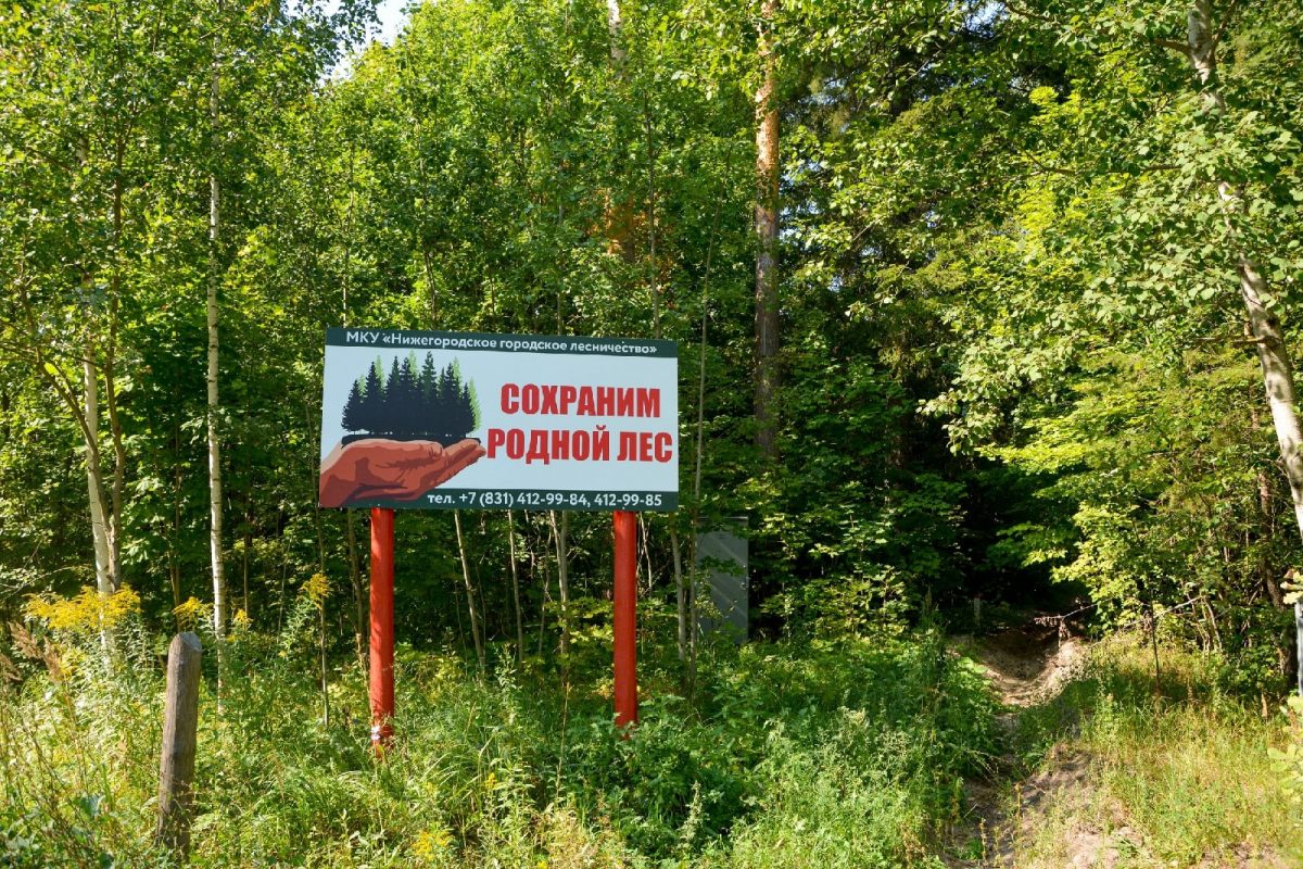 Запрет на посещение лесов сняли в Нижегородской области