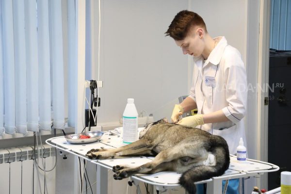 Первый случай бешенства зафиксирован у домашней собаки в Нижегородской области в 2023 году