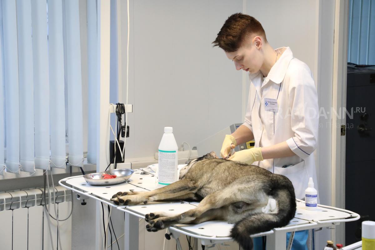 Почти 4,7 млн рублей выделили на отлов бездомных животных в Нижнем Новгороде