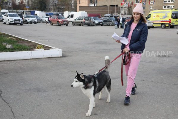 Инфраструктуру для собак и их владельцев разработают в Нижнем Новгороде