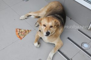 «Добрых людей все больше»: нижегородские зоозащитники поддержали курьера, уволенного из-за собаки