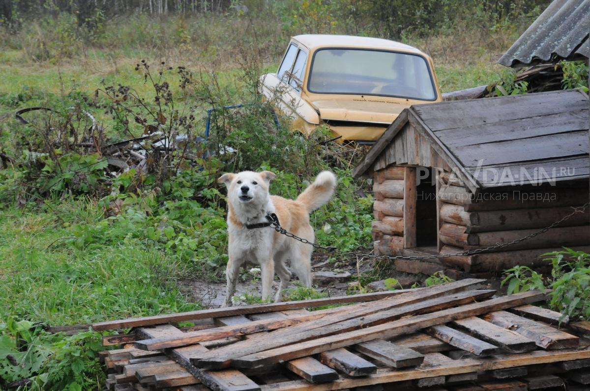 Собаку с бешенством обнаружили в Дальнеконстантиновском районе
