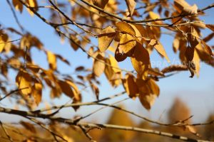 Тёплая солнечная погода ожидается в первые осенние выходные в Нижнем Новгороде