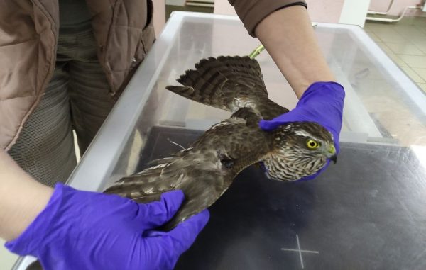 Жители Кстовского района обнаружили раненого ястреба-тетеревятника