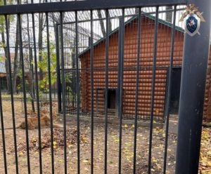 Прокуратура начала проверку после нападения львицы на работницу зоопарка в Балахне
