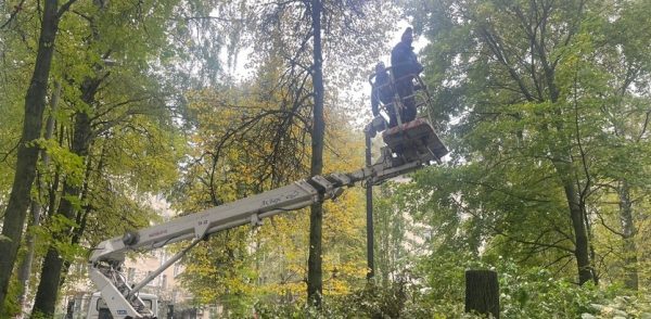 74 аварийных дерева уберут в Нижнем Новгороде до конца октября