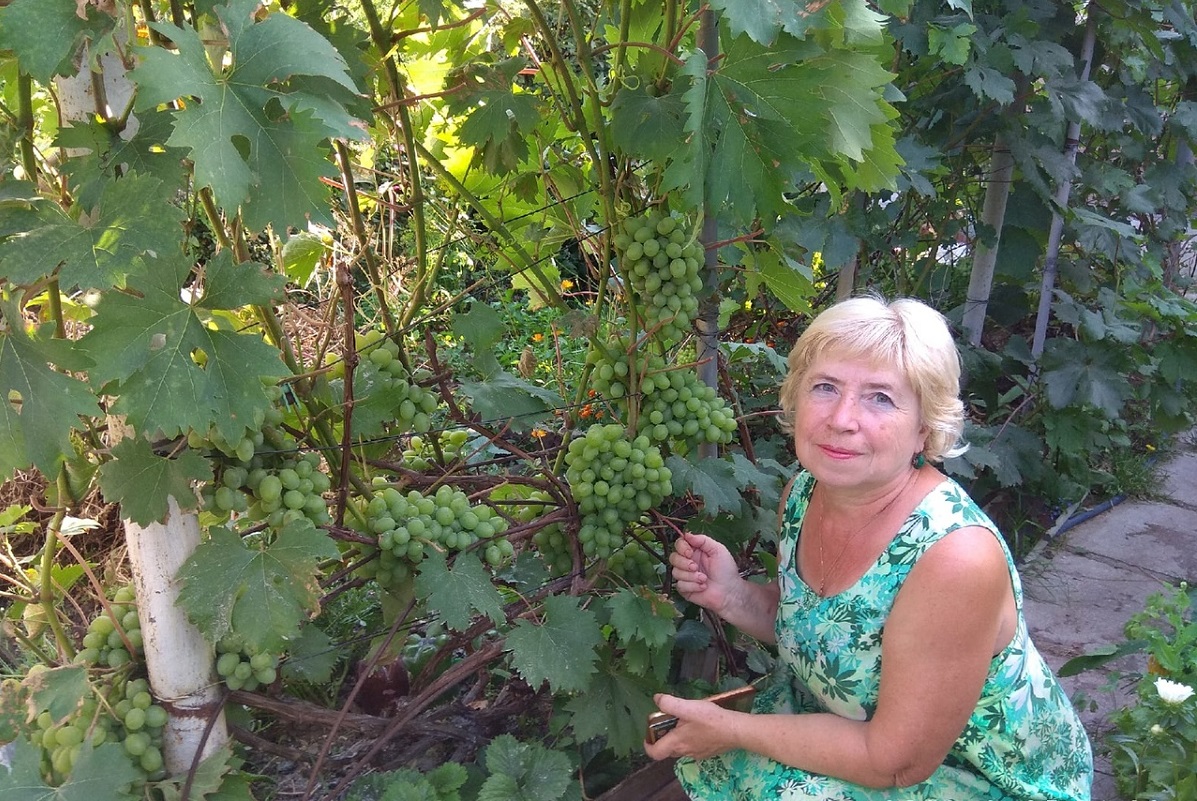 Какие сорта винограда хорошо растут в нижегородском климате 03 октября 2022года