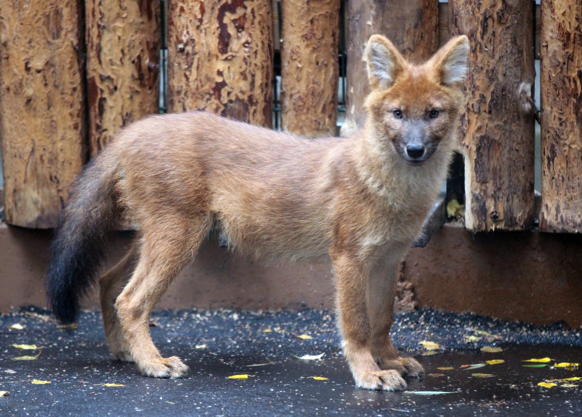 Нижегородцы могут выбрать имена для красных волков из зоопарка «Лимпопо»