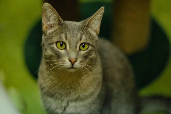 173 кошки и кота из антикафе-приюта в Нижнем Новгороде нашли новый дом