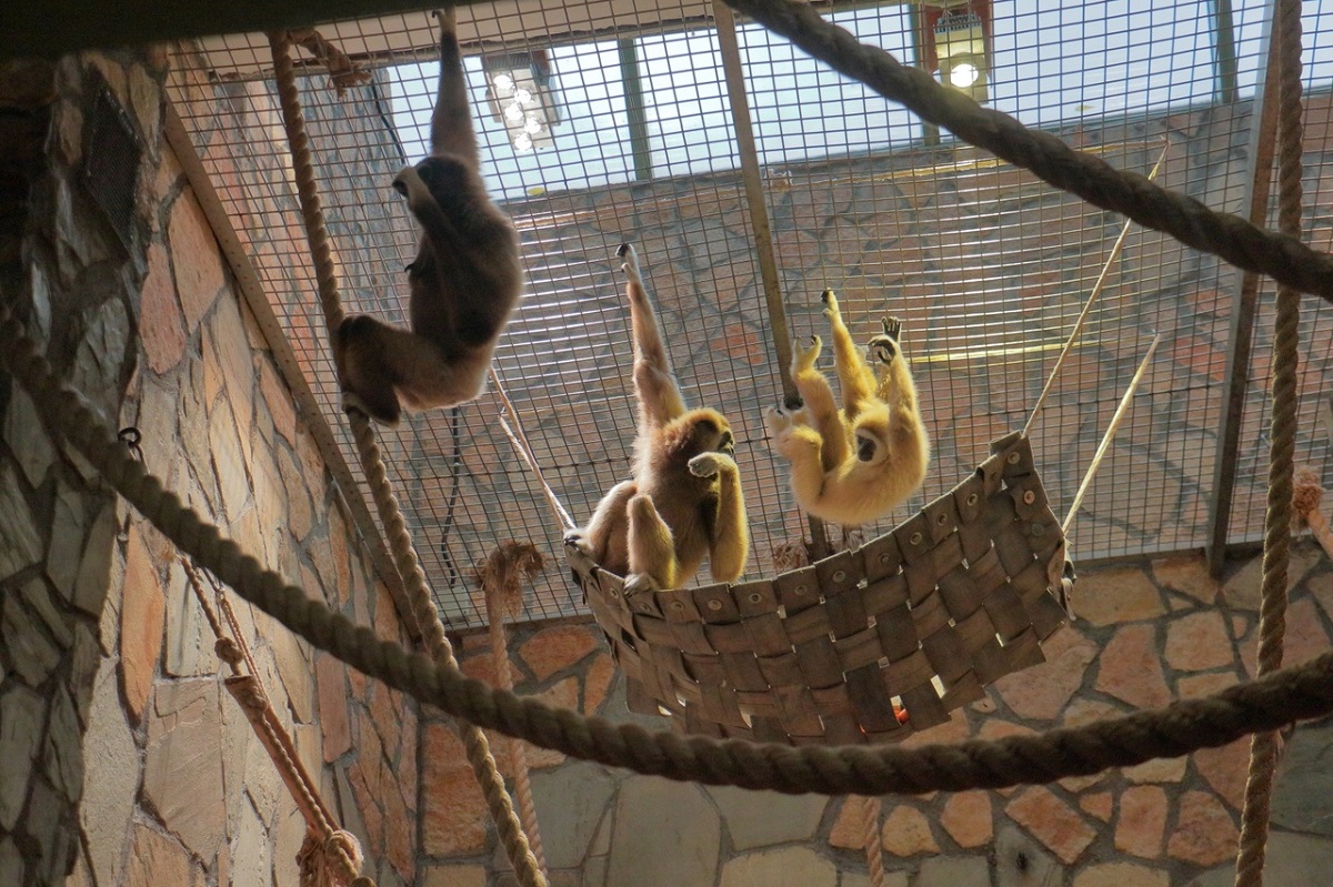 Белоруким гиббонам из Ленинградского зоопарка подарили гамаки