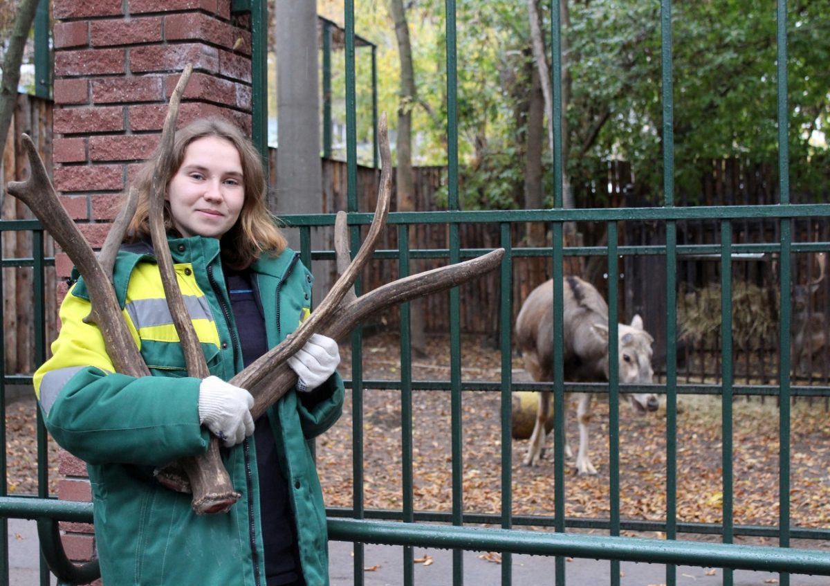 В зоопарке «Лимпопо» олень Тор скинул рога