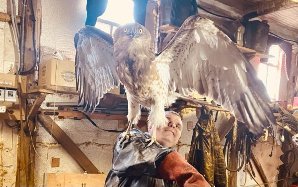 Нижегородец спас краснокнижного орла-змееяда с поврежденным крылом в Уренском районе