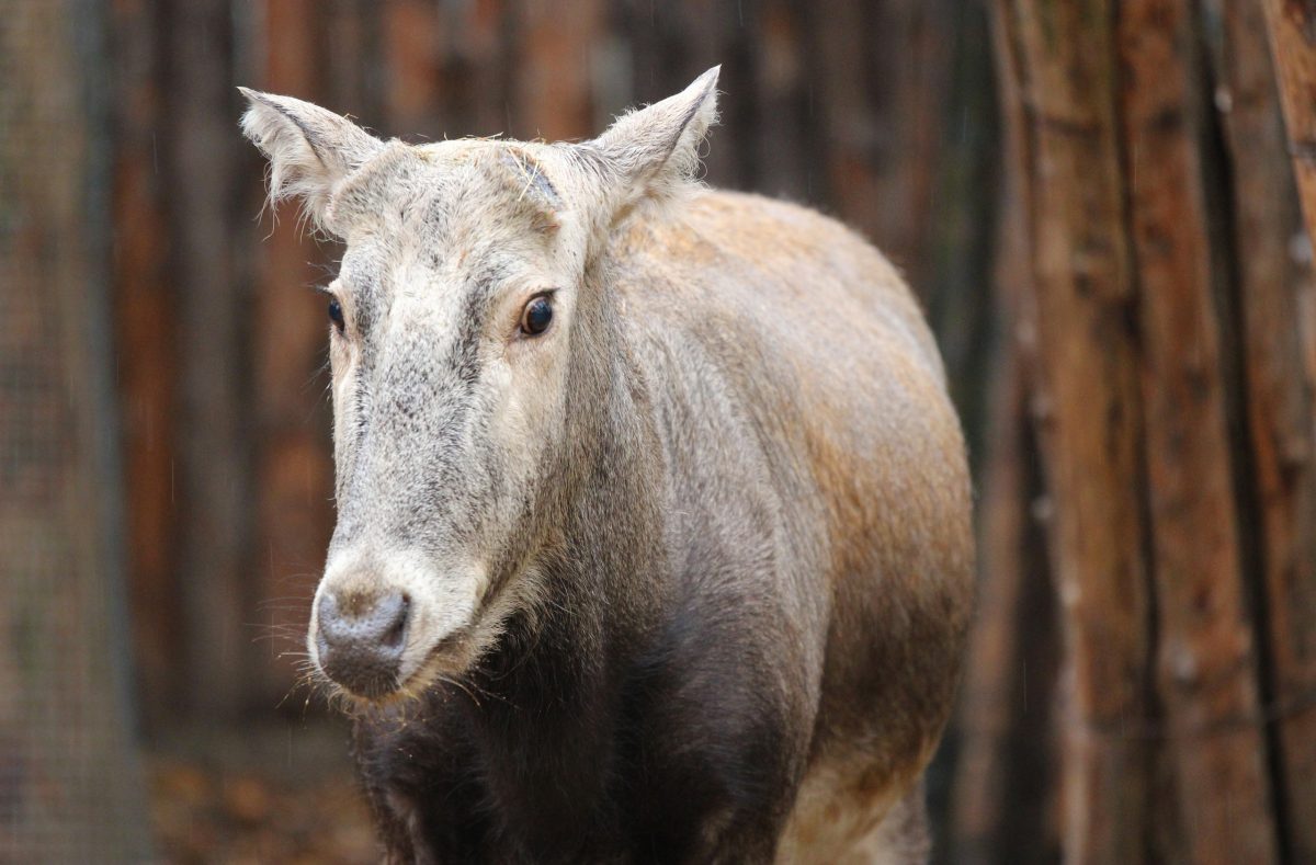 В нижегородском зоопарке олень Тор скинул рога