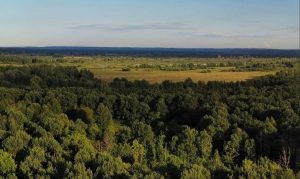 Особо охраняемую зону пока не планируют создавать на Артемовских лугах после стрельбы по лебедям