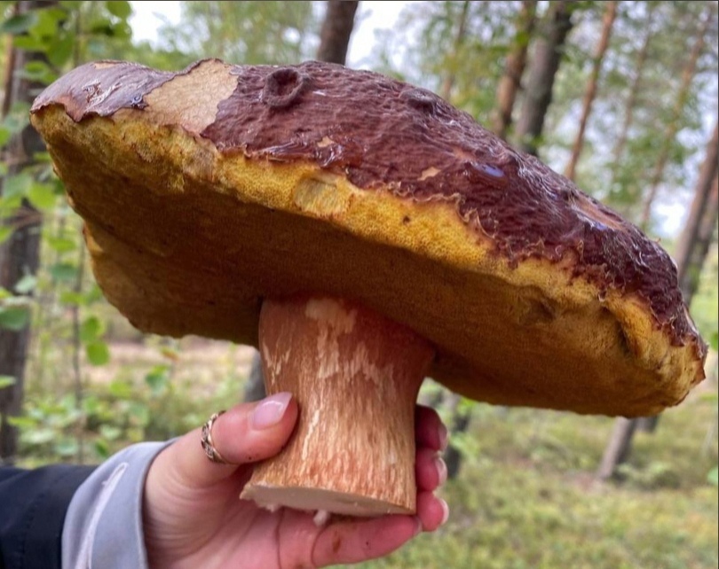 Гигантские грибы выросли в нижегородских лесах