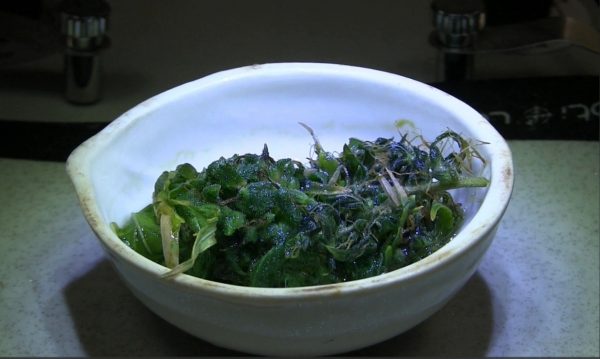 10 лет лишения свободы грозит жителю Борского района за хранение конопли в бане и гараже